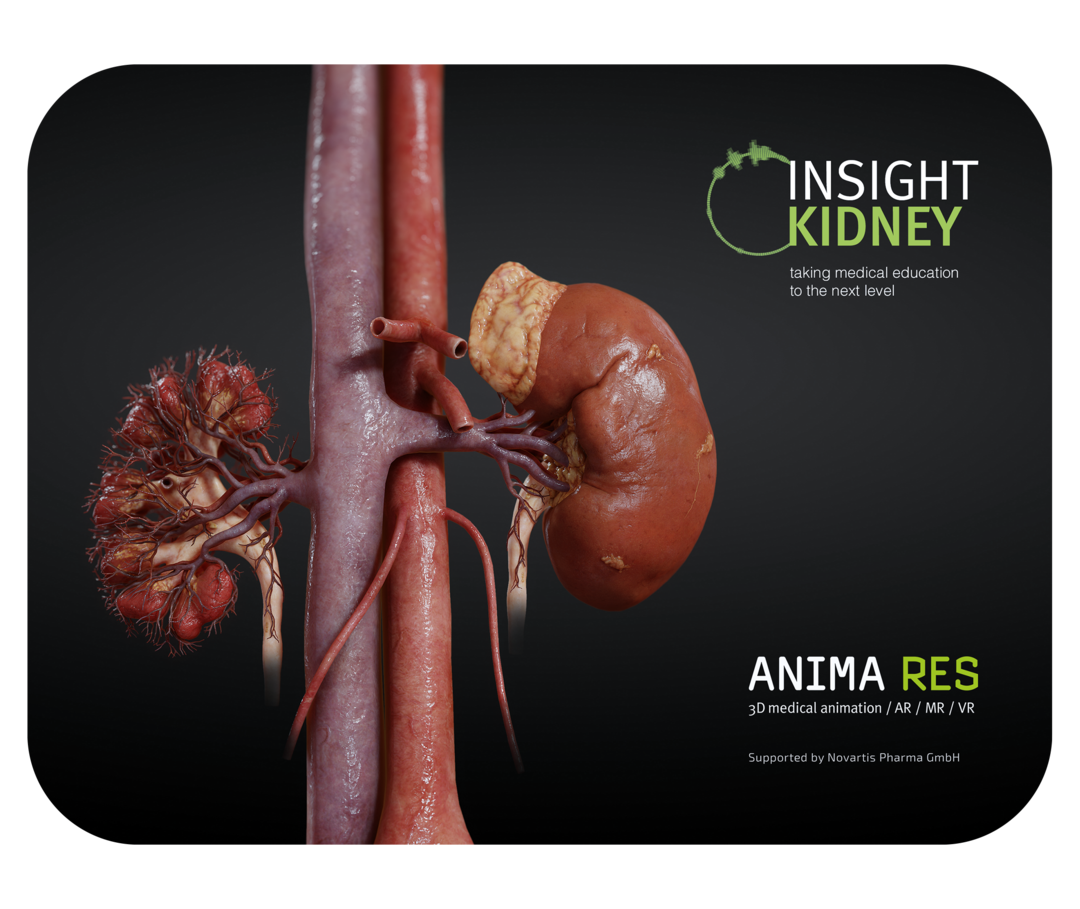 Visualisierung der Nieren mit der App Insight Kidney Anatomische Darstellung der Nieren und der angrenzenden großen Bauchgefäße.